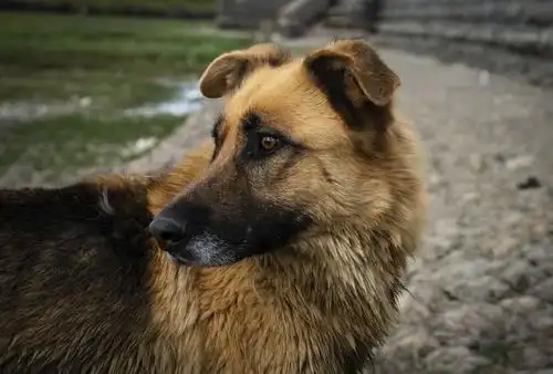 独行草莽——一只狗的生活