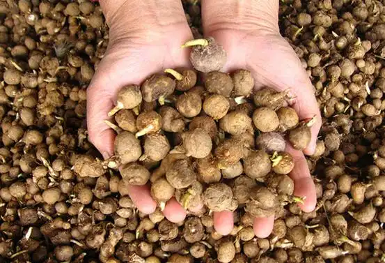 旱半夏的_河北禾源壮丰中药材种植发展有限公司,旱半夏种植,旱半夏