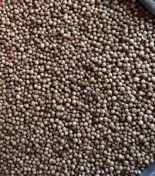 好阳光农资蔬菜种子泰国亢热大粒元西香菜芫荽基地田园1件1斤