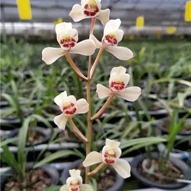 花仙子特 2苗 - 中国兰花交易网