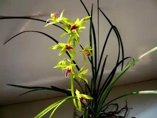 岁末一支兰,常见兰花有几十种,你最独爱的是哪一种?