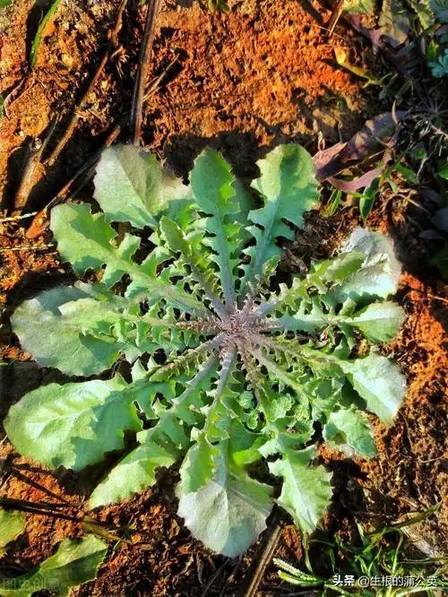 怎么区分几种容易跟荠菜混淆的野菜容易和荠菜混淆的野菜图片