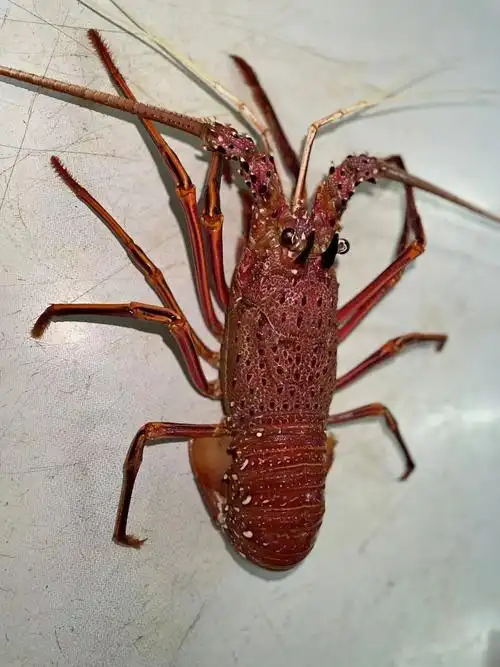 一折澳洲龙虾 生猛海鲜