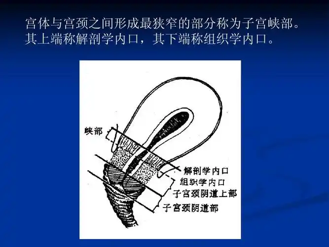 宫体与宫颈之间形成最狭窄的部分称为子宫峡部.