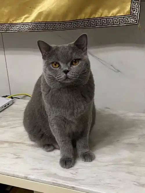 路206号春和广场f1润德茶禧附近不慎丢失一只名叫钢球的英短蓝猫(母)