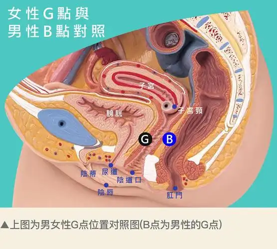 g点与其他的高潮点大公开!了解后你能更精确地提升性爱体验!