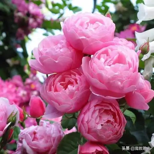 为什么有些中老年女人微信头像用花啊