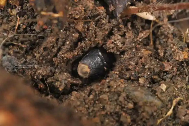 虫趣点滴花盆土壤中的夜间动物园