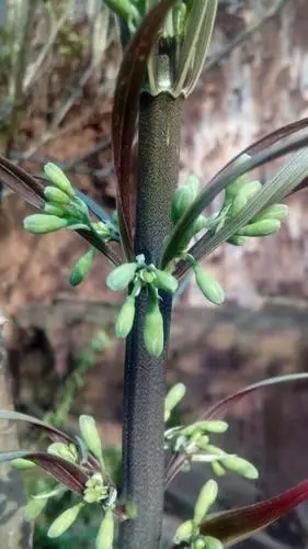 写美篇小姑娘又唱道:                           半山坡上马尾根