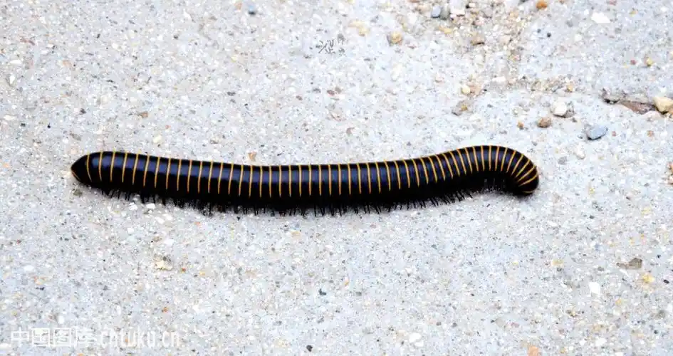 展开全部 这个是马陆.