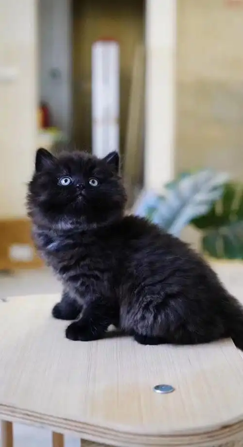 纯黑色高地弟弟找新家