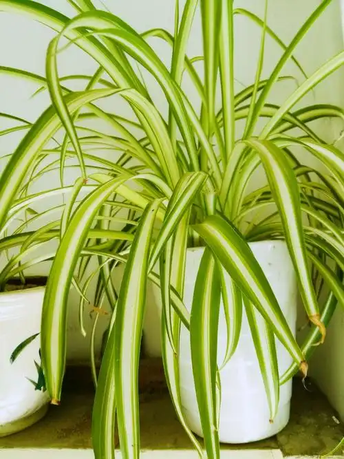 小家碧玉吊兰花