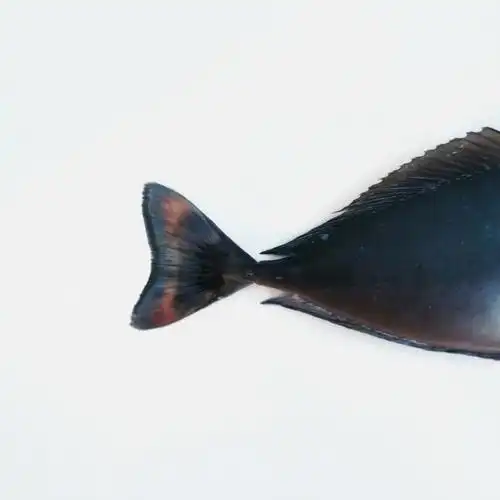 长相酷似格鲁的独角兽06短吻鼻鱼