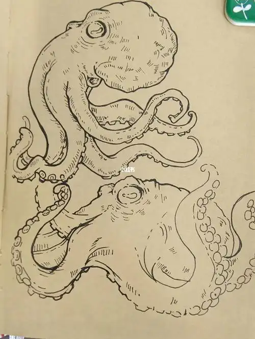 手绘素材临摹1630章鱼篇