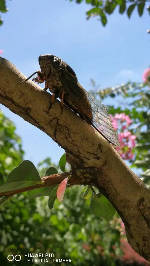 从大自然界发出的天籁之声,象鸟叫虫鸣,蛙声蝉声……都是十分美妙动听