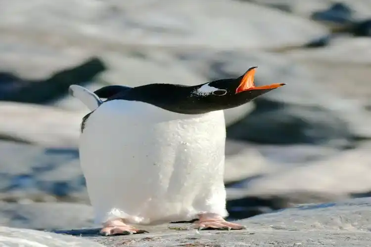 南极游:憨憨的企鹅萌萌哒