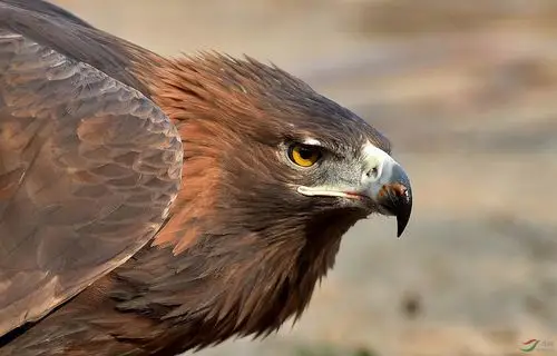 [猛禽] 犀利的神态---金雕