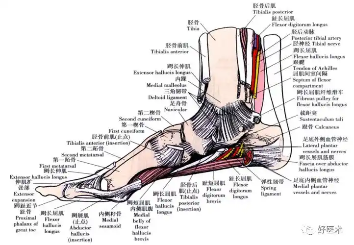 踝关节局部详细解剖,人人看得懂用得上!