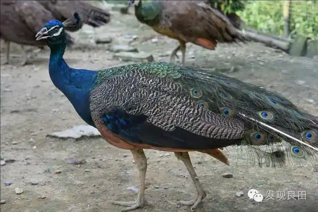 孔雀岭南飞,飞出新财富