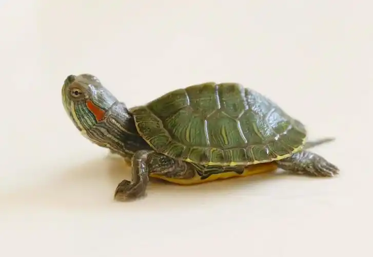 我的小宠物一一可爱的小乌龟