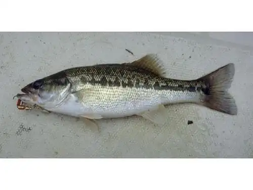 斑点黑鲈动物辐鳍鱼类