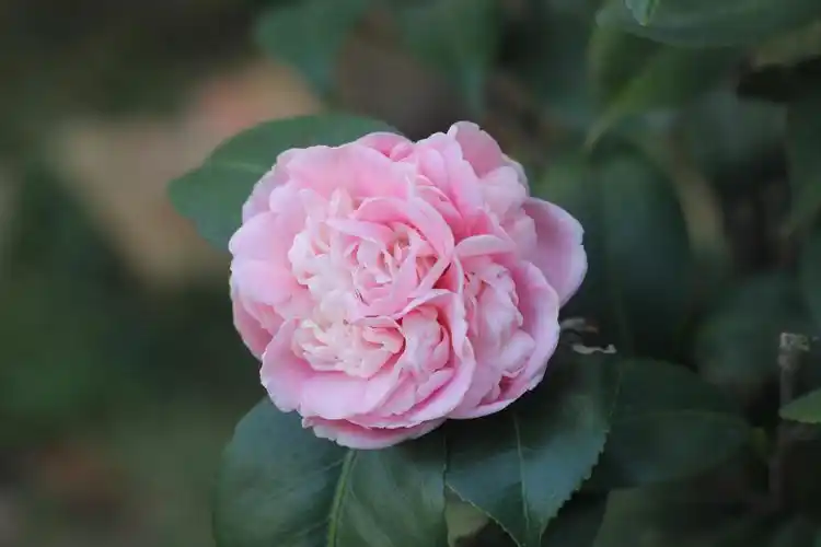 椿萱园名品茶花400之一