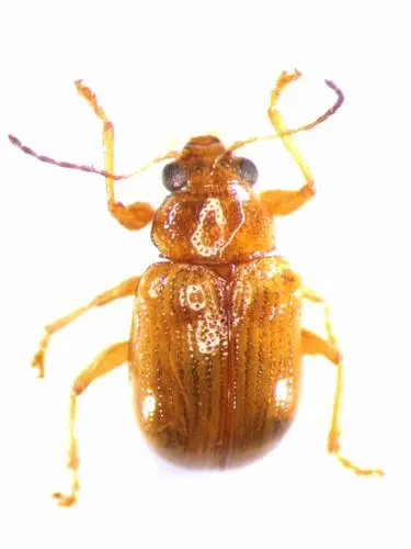 密点沟顶肖叶甲