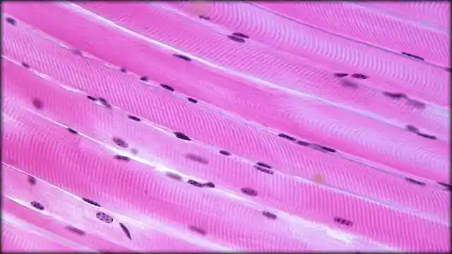 这肌肉纤维里面,除了大量蛋白质和水以外,还有细胞核,就是上图中蓝