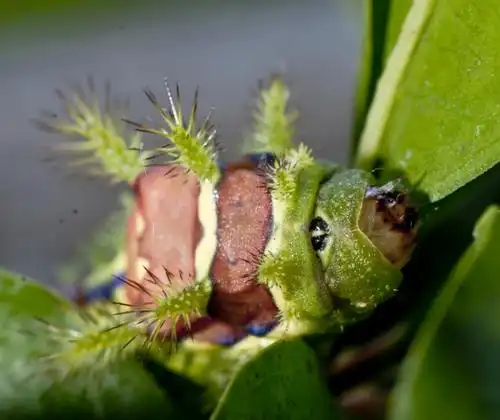 p>黄刺蛾, i>cnidocampa flavescens /i>(walker),属 a href="#"