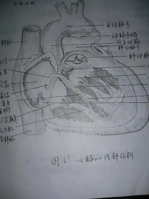 解剖图 - 水的日志 - 网易博客