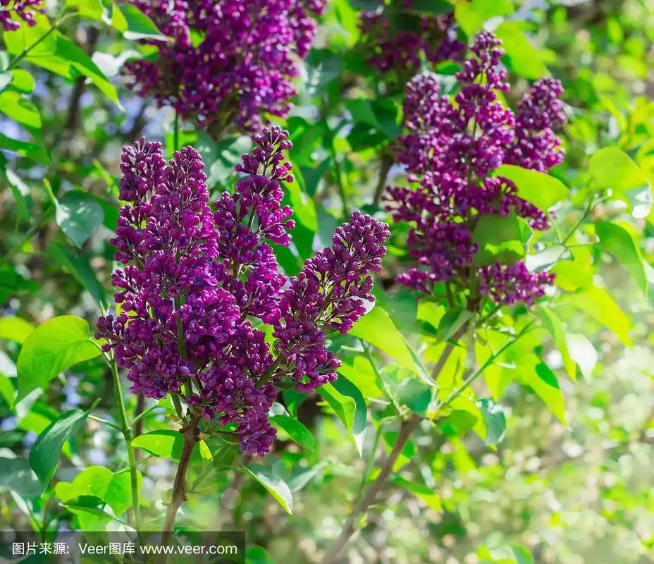 特写美丽的丁香花和叶子.