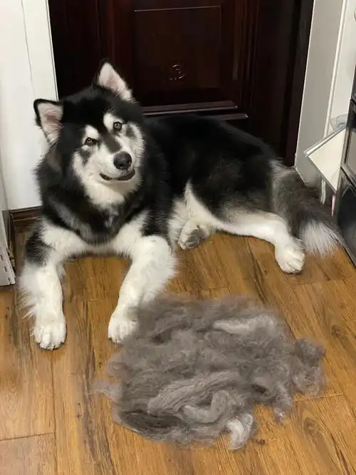 阿拉斯加  #我是一只掉毛怪