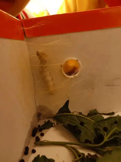 嘘~小声点~蚕宝宝要结茧啦