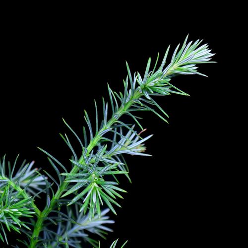 凤尾雪松蓬莱盆栽客厅卧室室内办公室生肖刺柏绿植