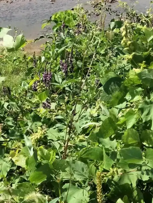 快来和我一起了解葛根吧