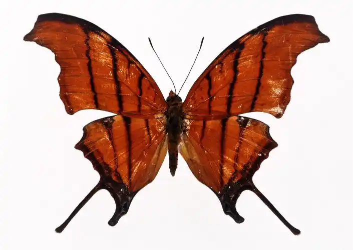 百种蝴蝶标本图片昆虫蝴蝶蝴蝶标本