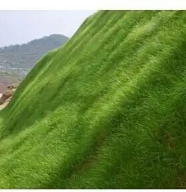 护坡高羊茅 防止水土流失 免费发票