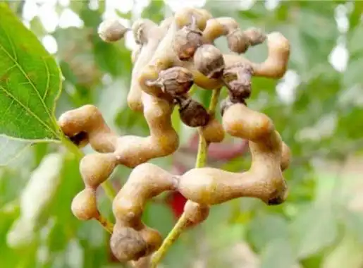 万寿果怎么泡酒万寿果泡酒的功效