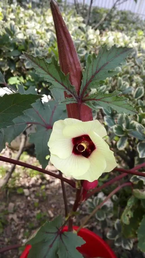 夏末秋初 路边花