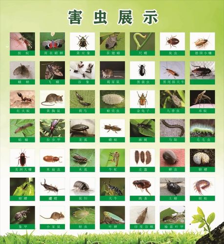 生活百科害虫昆虫展示虫子叶子动物图片病虫害图谱海报定制墙贴纸