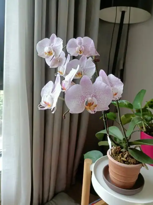 安祖蝴蝶兰奥尔堡