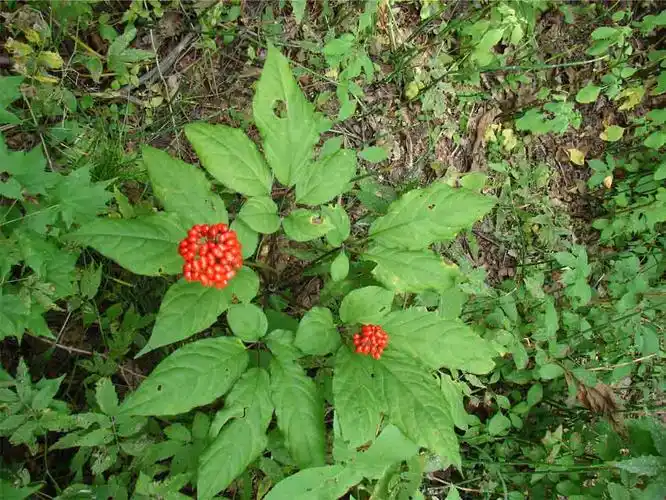 价值上万的野人参确没人挖城里人却包圆了