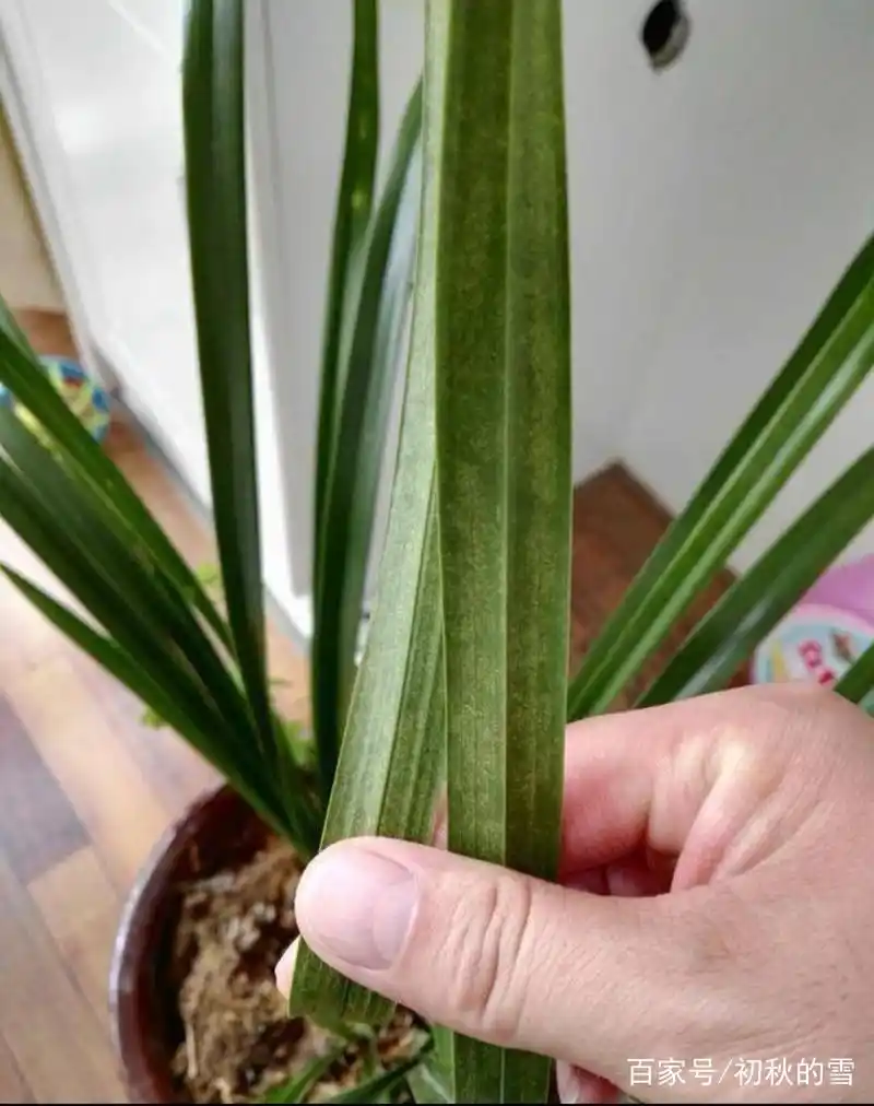 兰花的"白斑病"是怎样造成的?如何处理?