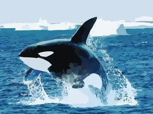 虎鲸(orcas)是为数不多的拥有绝经期的动物.(图片来源:pixabay)