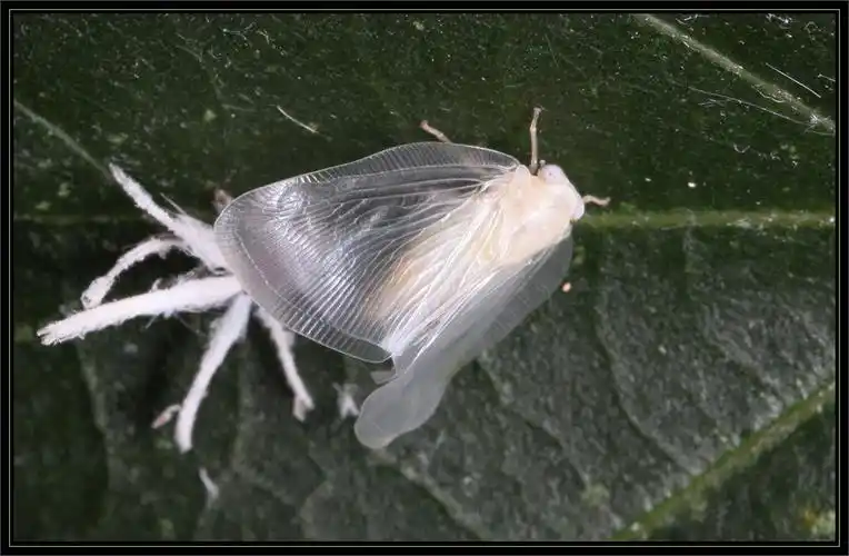 展开全部 这个是广翅蜡蝉的幼虫