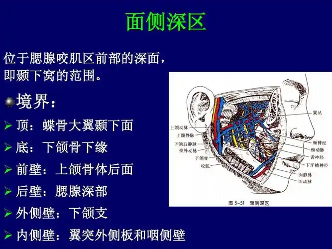 境界:   顶:蝶骨大翼颞下面   底:下颌骨下缘   前壁:上颌骨体后面