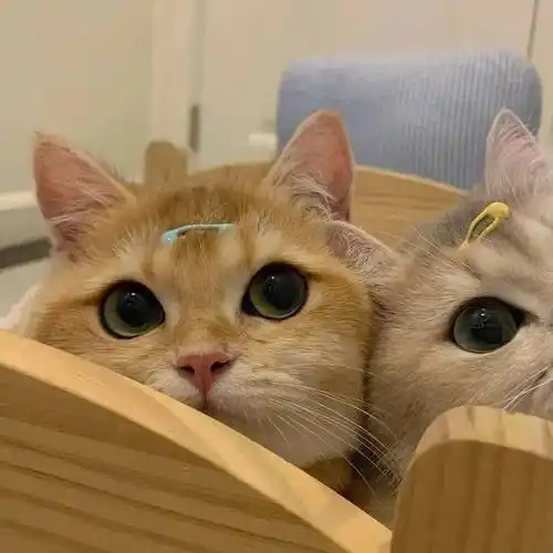 猫咪情侣头像快去收获甜甜的爱情吧