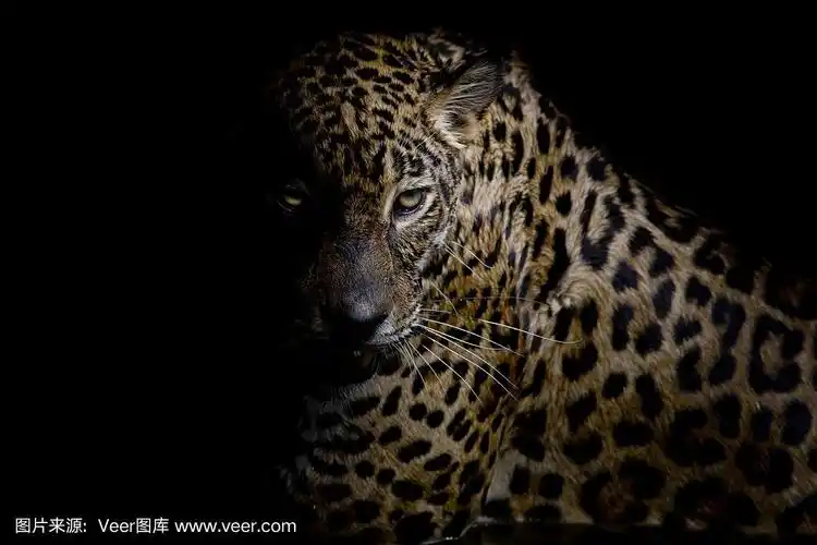 豹肖像孤立在黑色的背景