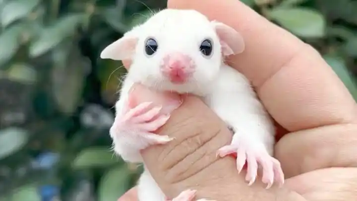 高端养殖的纯白蜜袋鼯