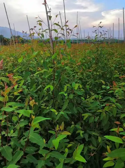 是以巨桉作父本,尾叶桉作母本进行人工杂交,培育出的一个优良杂交品种